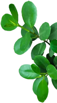 Hoja derecha